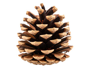 Pinecone isolated on transparent background