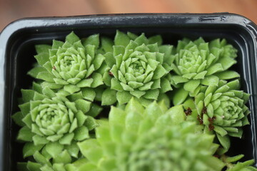 rojnik drobne rozety sempervivum zielony © Perovskia