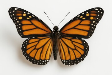 Fototapeta premium Vibrant Monarch Butterfly With Detailed Wing Patterns on White Background