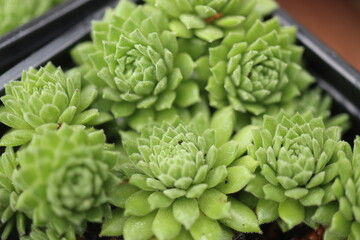 rojnik drobne rozety sempervivum zielony © Perovskia