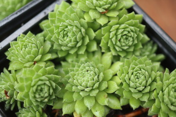 rojnik drobne rozety sempervivum zielony © Perovskia