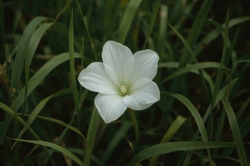 Obraz premium White flower of the taro plant blooming in the garden