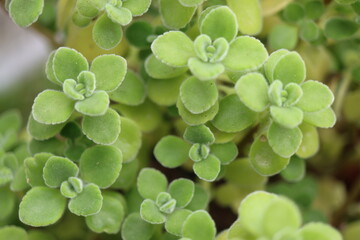 Plectranthus montanus mięta domowa © Perovskia