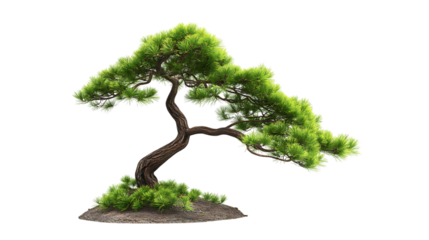 Buddhist pine conifer tree in spring png