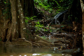 This photo shows vibrant green foliage growing in the crevices of moss-covered rocks next to a stream. The flowing water in the background is softly blurred, adding a sense of movement to the scene. T