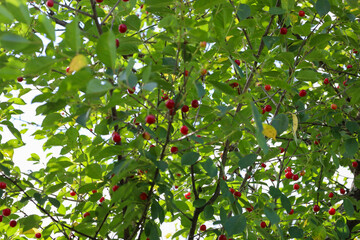 Ripe cherries abundantly cover the branches of a tree, surrounded by bright green leaves that shimmer in the sun. Summer rays break through the crown, illuminating the red berries and succulent greene