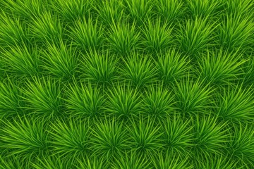 Bird's eye view of vibrant rice crops in the field