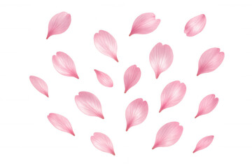 Soft pink cherry blossom petals drifting, symbolizing ephemeral beauty and springtime tranquility against transparent backdrop