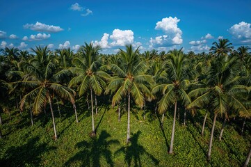 Obraz premium Aerial perspective of a palm tree plantation with elongated shadows