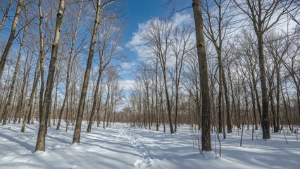 Clear blue sky over the tops of leafless trees in a winter forest