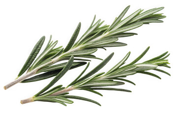 Obraz premium Fresh rosemary sprigs aromatic herb for culinary and medicinal uses isolated on black transparent background