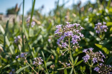 Obraz premium Small violet flowers growing in the backyard
