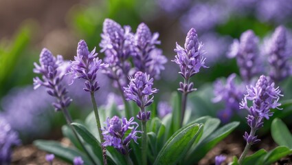 Obraz premium Close-up of charming purple blooms perfect for celebrating love
