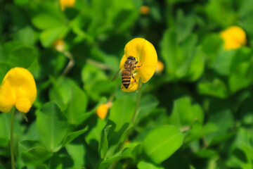 bees sucking flower nectar