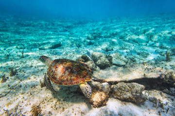 Green turtle swimming in the Caribbean sea of Mexico