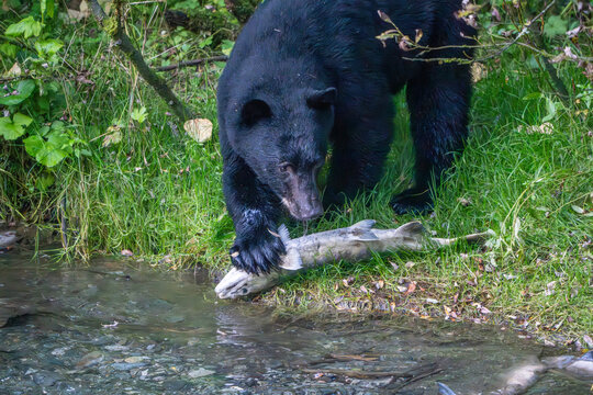 Black Bear and Chum Salmon, Fish Creek Wildlife Observation Area, Hyder, Alaska