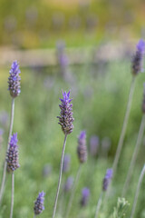 Fototapeta premium field of lavender