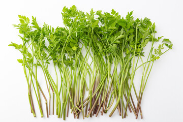 せり　白バック