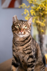 A beautiful cat with a tiger color