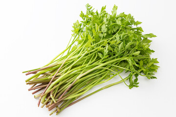 セリ　白バック