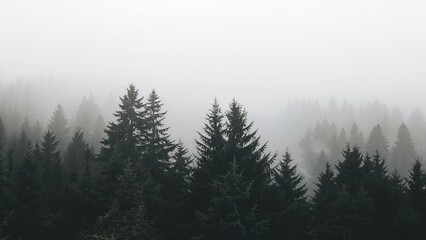 Fototapeta premium Elegant black-and-white image of evergreen trees in dense white fog during sunrise. Close views of pines and firs. Autumn scenery. Fall period, environmental health, forest protection, deforestation
