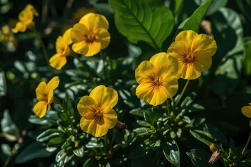 Fototapeta premium Yellow pansy blossoms flourishing on the greenery