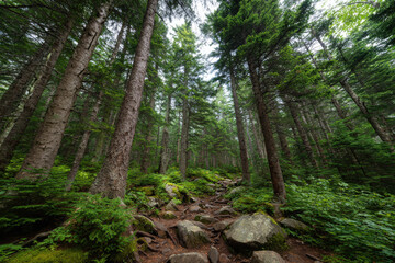 discover lush ultrabright forests of maine where nature flourishes in all its glory