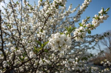 Obraz premium The pale cherry blossoms enjoying the gentle warmth of spring air in April
