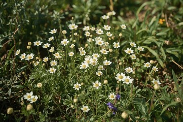 Springtime Organic Garden Carrot Blooms in White