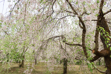 Weeping cherry blossoms (Prunus subhirtella var. pendula) with cascading pink flowers. Known as Shidarezakura in Japan, these trees symbolize spring beauty and life’s fleeting nature.