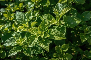 Tranquil refuge within her residence, she delighted in the lush greenery of her garden, savoring fresh, wholesome leaves and the nourishing meals she prepared, all supported by the embrace of natural
