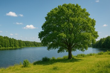 Waterfront scene featuring a solitary tree