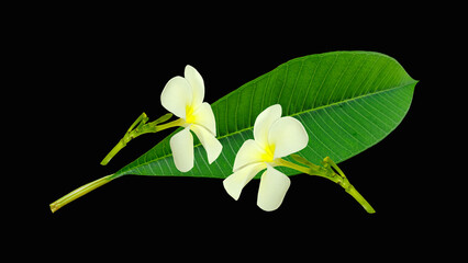 Flowers white Frangipani flower (Plumeria) on black background. © kanyakon