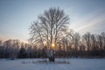 Sunlight shining through birch trees in a winter forest landscape with snow and clear sky