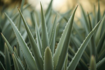 A photo showing an aloe vera plant thriving in a natural environment