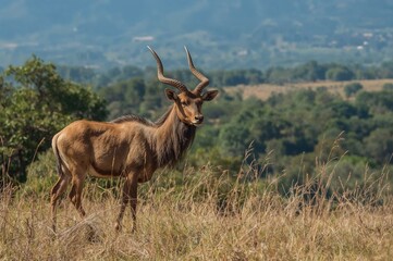 Naklejka premium The Nilgai (Boselaphus tragocamelus) ranks among the biggest antelope species found in Asia.