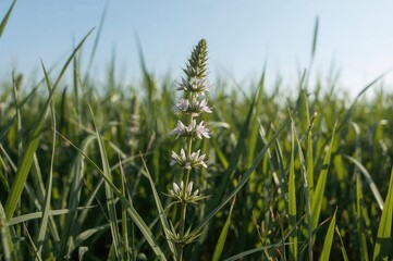 Obraz premium Lanceolata plantain herb known for its cough relief and anti-inflammatory benefits