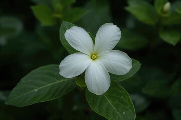 Fototapeta premium The kemuning blossoms are opening once more