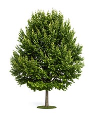 Fototapeta premium Green tree against white