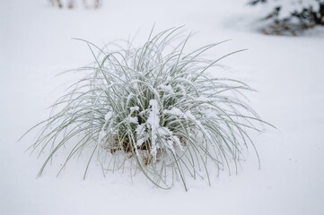 Snow blankets the green grass plant in a serene winter setting