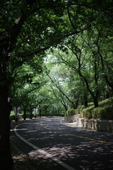 Fototapeta premium Peaceful road lined with tall green trees creating a natural canopy and dappled sunlight on the pavement.