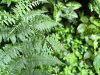Close-up view of vibrant green ferns and various plant life creating a lush, natural, and textured background.