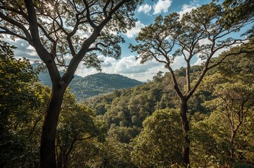 Obraz premium The Leaf-Shedding Woodlands of Southeast Asia