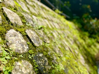 Close-up view of a moss-covered stone wall with vibrant green vegetation, showing texture.