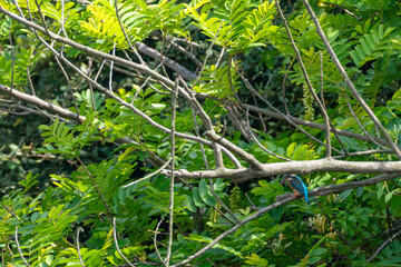A kingfisher perched on a branch in Wusong Paotaiwan Wetland Forest Park,Shanghai,China