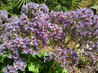 Obraz premium Limonium