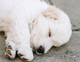 Fluffy white puppy sleeping outdoors