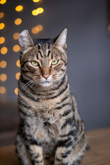 A beautiful cat with a tiger color