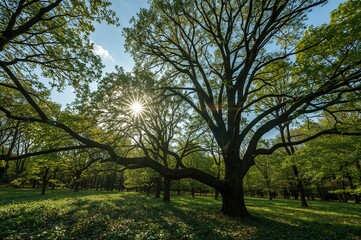 Fototapeta premium Spring sunlight filtering through lush forest greenery