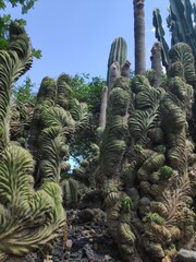 Cactus